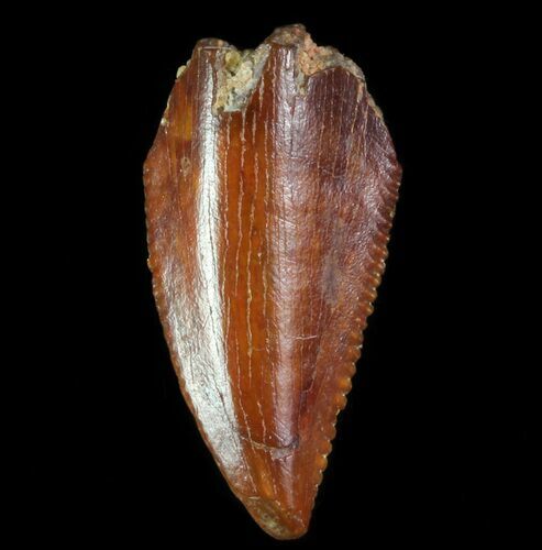 Serrated Raptor Tooth - Morocco #66321